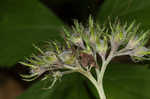 Eastern waterleaf